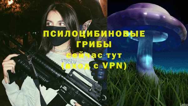 стаф Алзамай